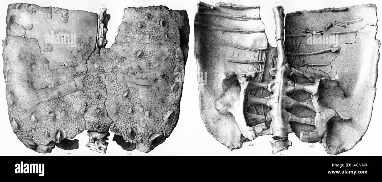 Das Bild zeigt den einzigartigen gepanzerten Körper von Polacanthus, einem pflanzenfressenden Dinosaurier aus der Kreidezeit, bekannt für seine knöchernen Rüstungsplatten und Stacheln, die zur Verteidigung gegen Raubtiere dienen. Stockfoto