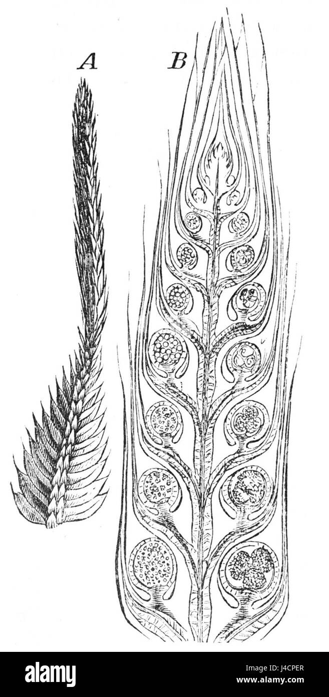 PSM V25 D176 vergrößert Spore Lager Zweig der Bärlapp Stockfoto