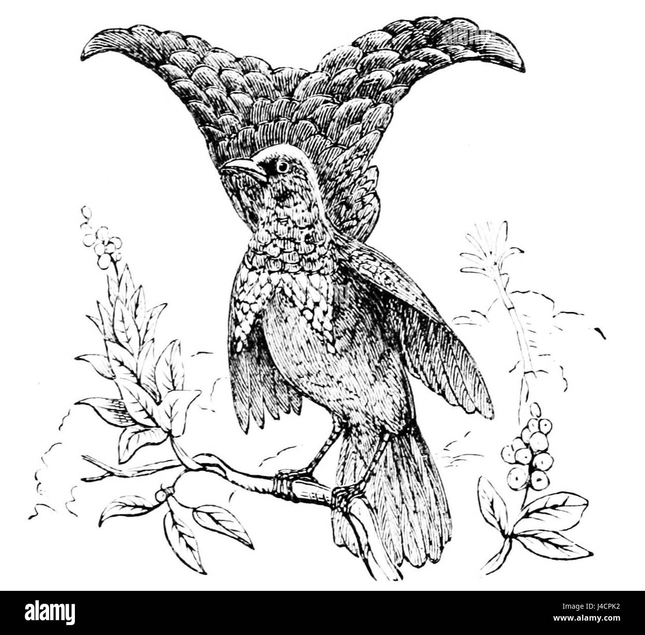 PSM V05 D583 hervorragende Paradiesvogel Stockfoto