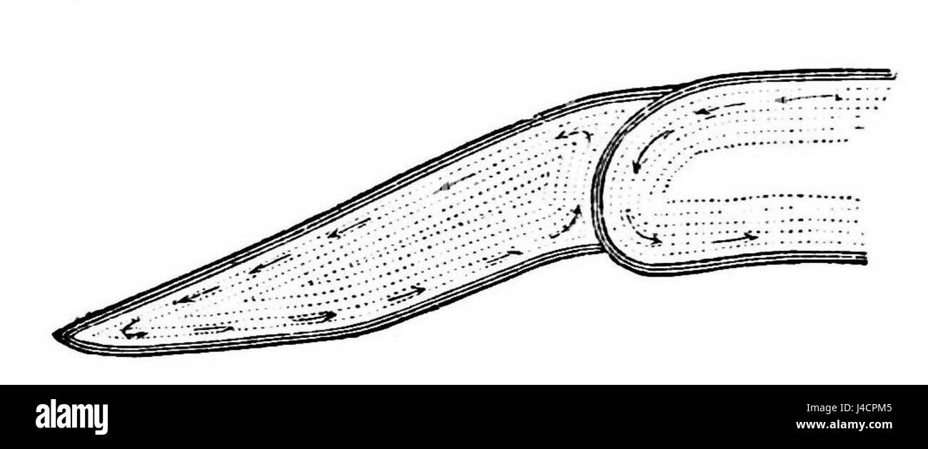 Diese Illustration aus dem „Popular Science Monthly“ zeigt die Endzelle eines Fronds von Chara, einer Wasserpflanze. Das detaillierte Diagramm zeigt die Zellstruktur, die für das Wachstum und die Fortpflanzung von Pflanzen essentiell ist. Stockfoto