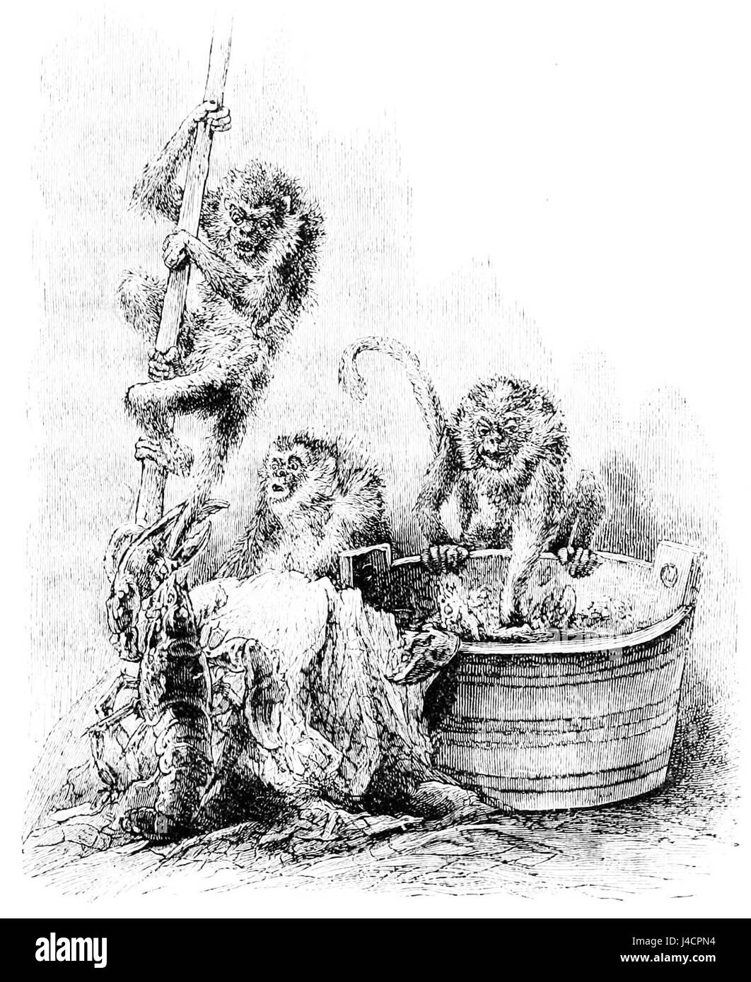 Die Publikation PSM V22 D613 beschreibt Vorfälle oder Anekdoten im Zusammenhang mit freier Untersuchung und Humor, einschließlich Verweisen auf das Verhalten von Affen. Es ist Teil einer größeren Sammlung, die sich auf die Erforschung des menschlichen Verhaltens, der Tiermätzchen und der Kulturgeschichte konzentriert. Stockfoto