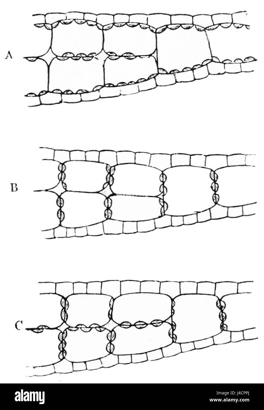 Dieses Bild aus einer wissenschaftlichen Publikation zeigt Querschnitte von Entenweed, einer kleinen Wasserpflanze, die die Chlorophyllkörper in ihren Zellen hervorhebt. Es veranschaulicht die Zellstruktur der Pflanze und die photosynthetischen Komponenten. Stockfoto