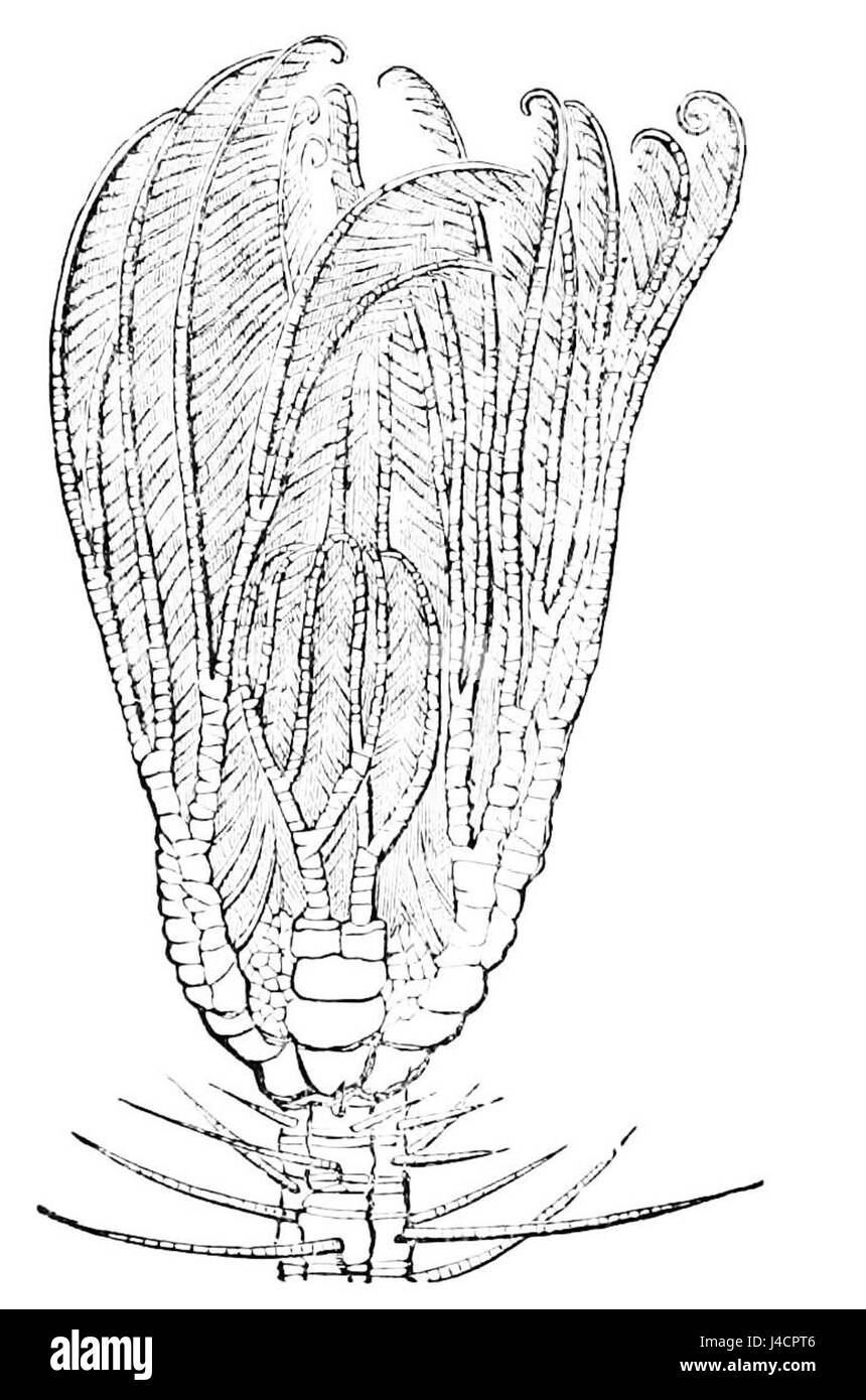 PSM V13 D338 Crinoid Stockfoto