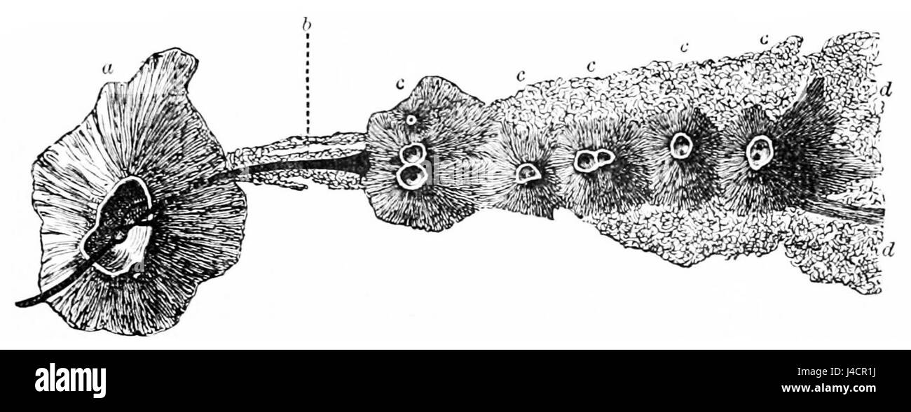 Diese Abbildung aus dem Jahr 1865 zeigt die Spalte auf dem Ätna während einer seiner Eruptionen und erfasst das dramatische geologische Ereignis, das sich in der vulkanischen Landschaft ereignete. Stockfoto