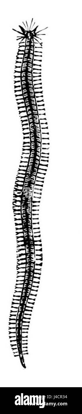 Lycoris fucata ist eine blühende Pflanzenart, die für ihr auffälliges Aussehen bekannt ist. Sie kommt häufig in Ostasien vor und ist bekannt für ihre großen, lebendigen Blüten und ihre Bedeutung in den botanischen Studien. Stockfoto