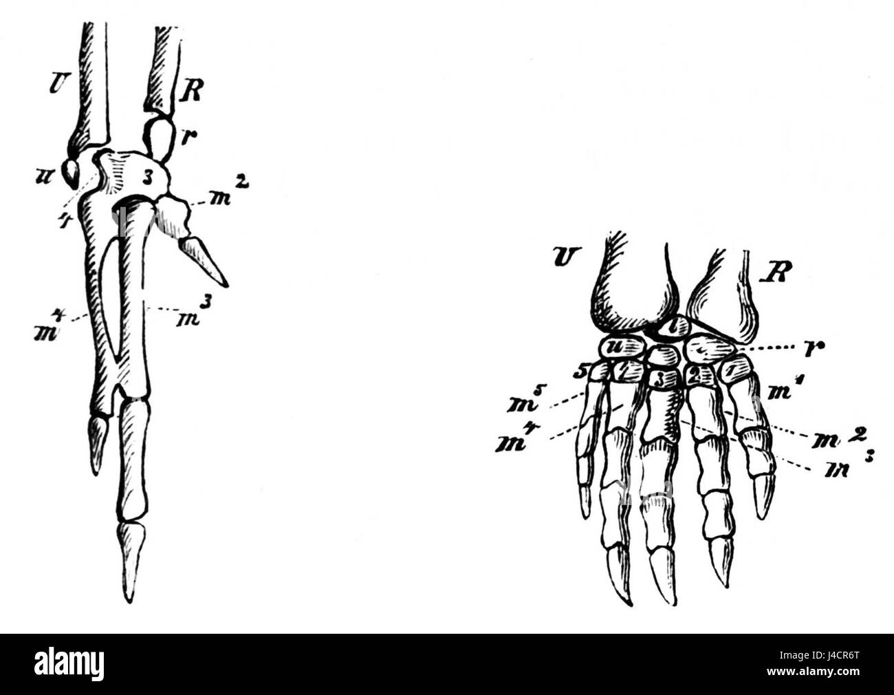 Das Bild von PSM V04 D712 zeigt ein Paar Füße, die in Flügel und Paddel verwandelt wurden und somit Mobilität und Freiheit symbolisieren. Das Kunstwerk erforscht die Beziehung zwischen menschlicher Anatomie und Funktionalität in einem fantastischen Kontext und verbindet Realismus mit Fantasie. Stockfoto