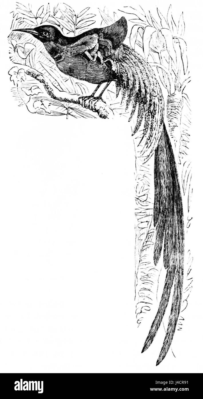 PSM V05 D584 bezieht sich auf ein katalogisiertes Exemplar des Paradiesvogels, der für sein markantes Aussehen und sein lebendiges Gefieder bekannt ist. Stockfoto