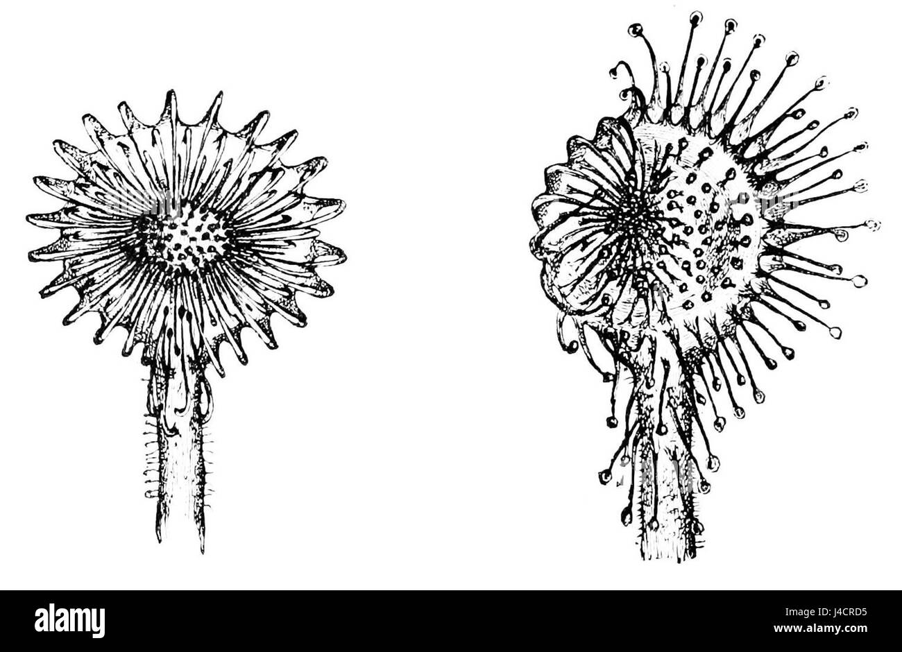 Bild aus dem Proceedings of the Scientific Monthly, Band 8, zeigt Drosera rotundifolia, allgemein bekannt als Rundblättriger Sonnentau, eine fleischfressende Pflanze, die in Europa und Nordamerika beheimatet ist. Stockfoto