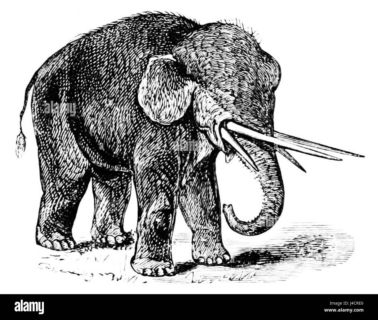 Der Mastodon giganteus, eine Art ausgestorbener Elefanten-ähnlicher Säugetiere, wird in der PSM V17 D243 veröffentlicht. Dieses Säugetier durchstreifte Nordamerika während der pleistozänen Ära und wird auf seine Rolle in alten Ökosystemen untersucht. Stockfoto