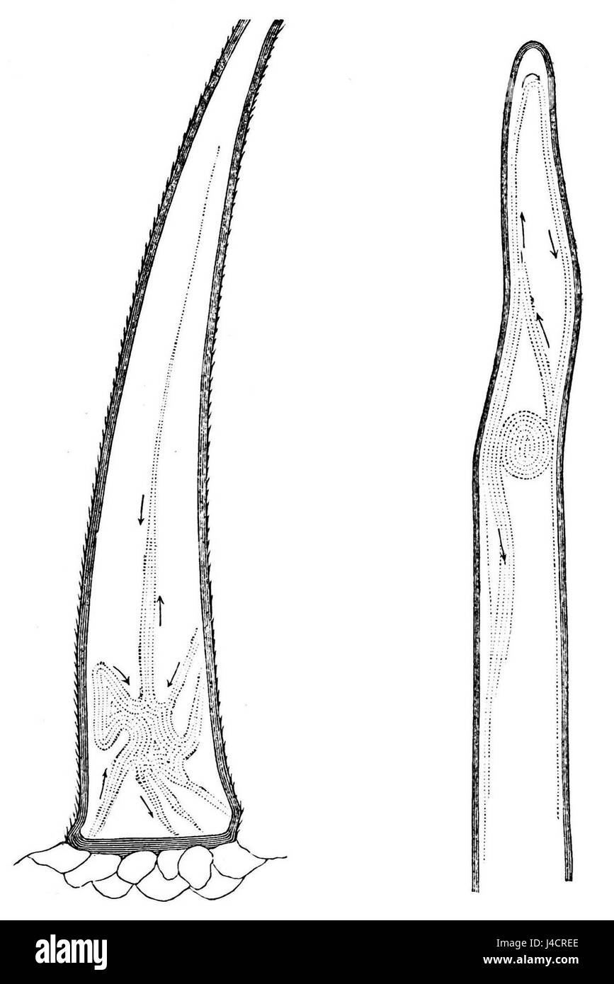 PSM V21 D309 Unicellar Haare von Pflanzen Stockfoto