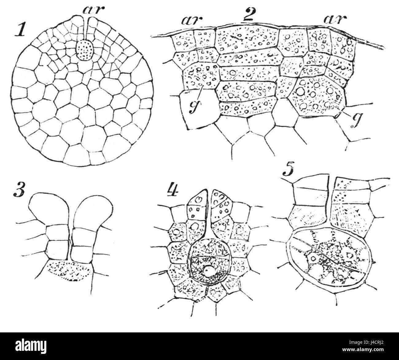 PSM V25 D177 die einfache weibliche spore von isoetes Stockfoto