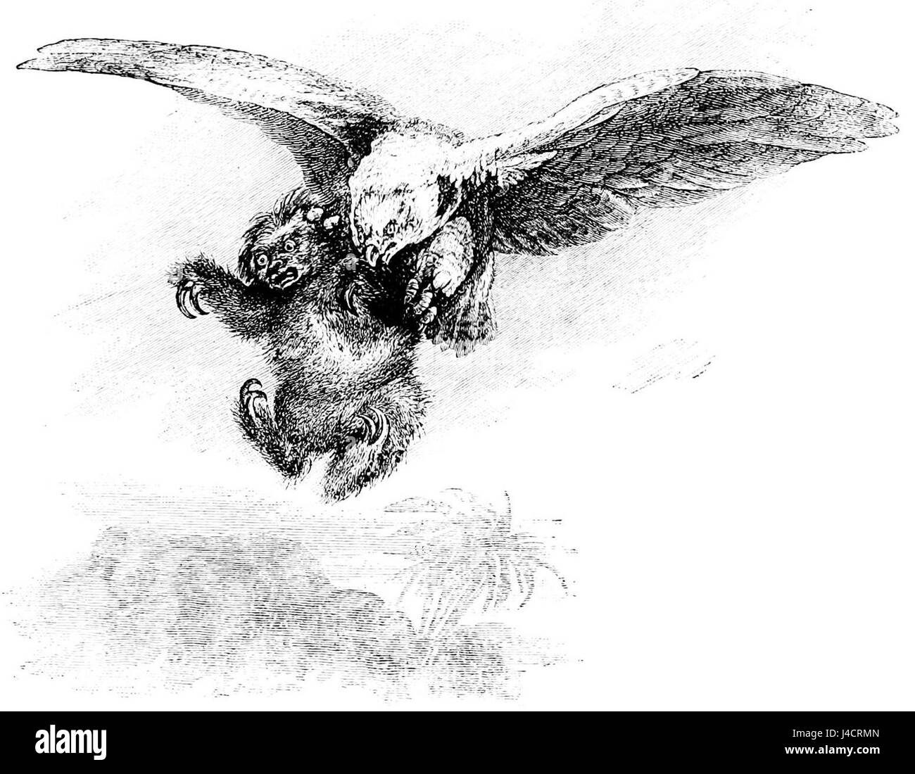 „PSM V22 D614“ bezieht sich auf einen artikel mit dem Titel „A New Departure: Antics of Wild Monkeys“ aus Band 22 des „Popular Science Monthly“, in dem Beobachtungen des Verhaltens wilder Affen diskutiert werden. Stockfoto