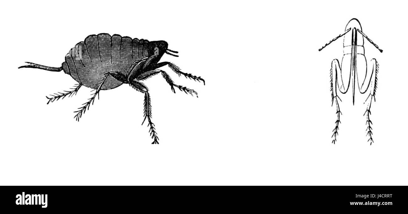 Der PSM V08 D702 bezieht sich auf einen männlichen Chigoe, eine parasitäre Flohart, die für die Infektion von Menschen und Tieren bekannt ist. Diese Flöhe sind in tropischen Regionen verbreitet und verursachen medizinische Probleme wie Jigger-Befall. Stockfoto
