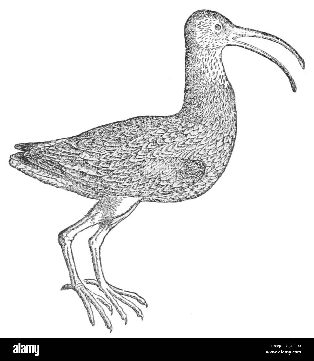 PSM V47 D064 Gesner Vogel Stockfoto