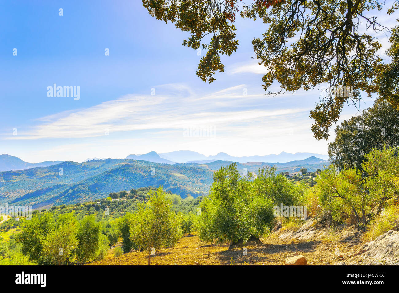 Panorama der Landschaft mit Gebirge und Olivenbäumen neben Olvera, weißen Dörfer Andalusiens, Provinz Cádiz, Spanien Stockfoto