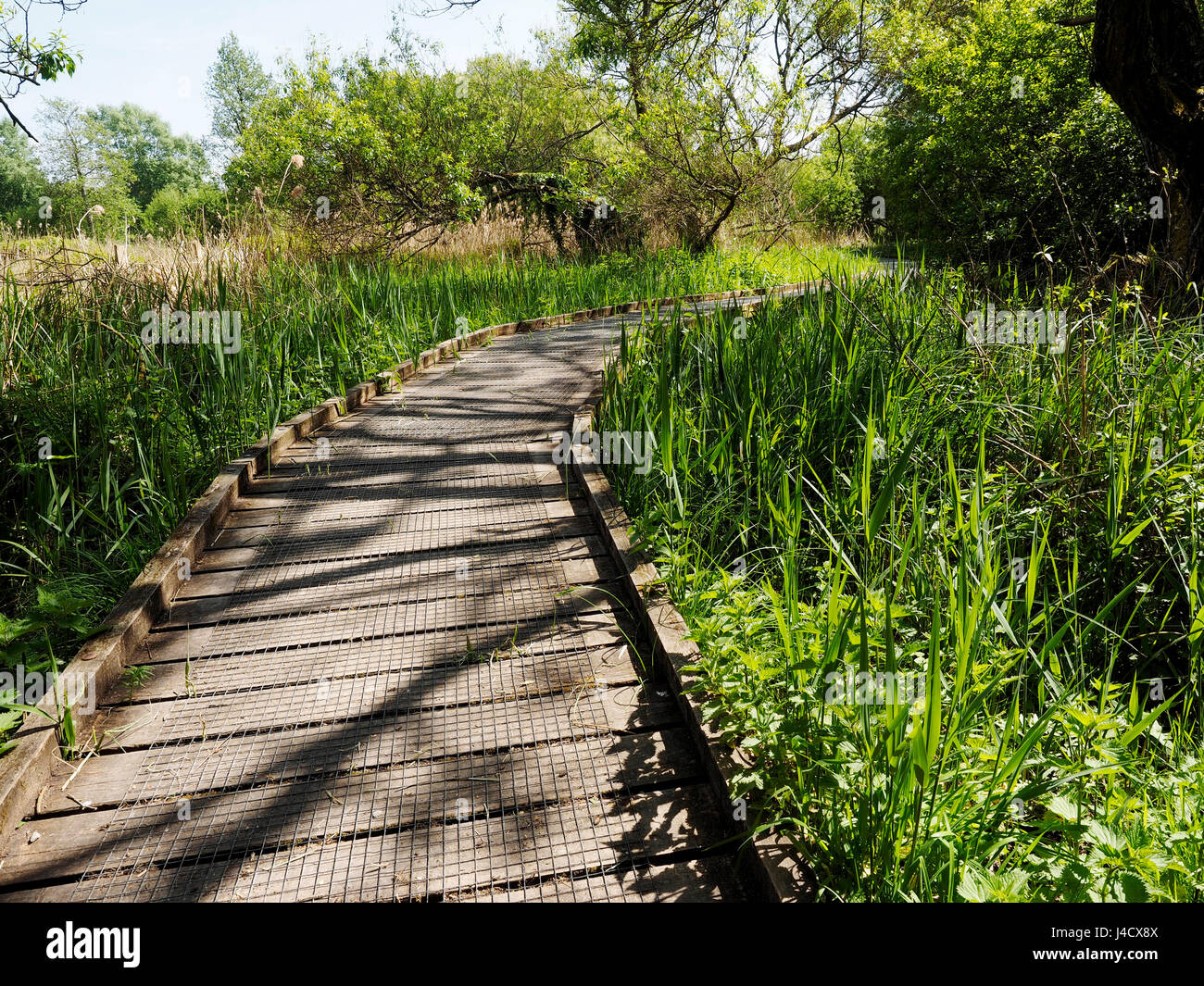 Eine Promenade für Wanderer und Besucher über die sumpfigen Überschwemmungsgebiet des Flusses Itchen in Winnall Moors Wildlife Reserve am Rande des Winchester. Stockfoto