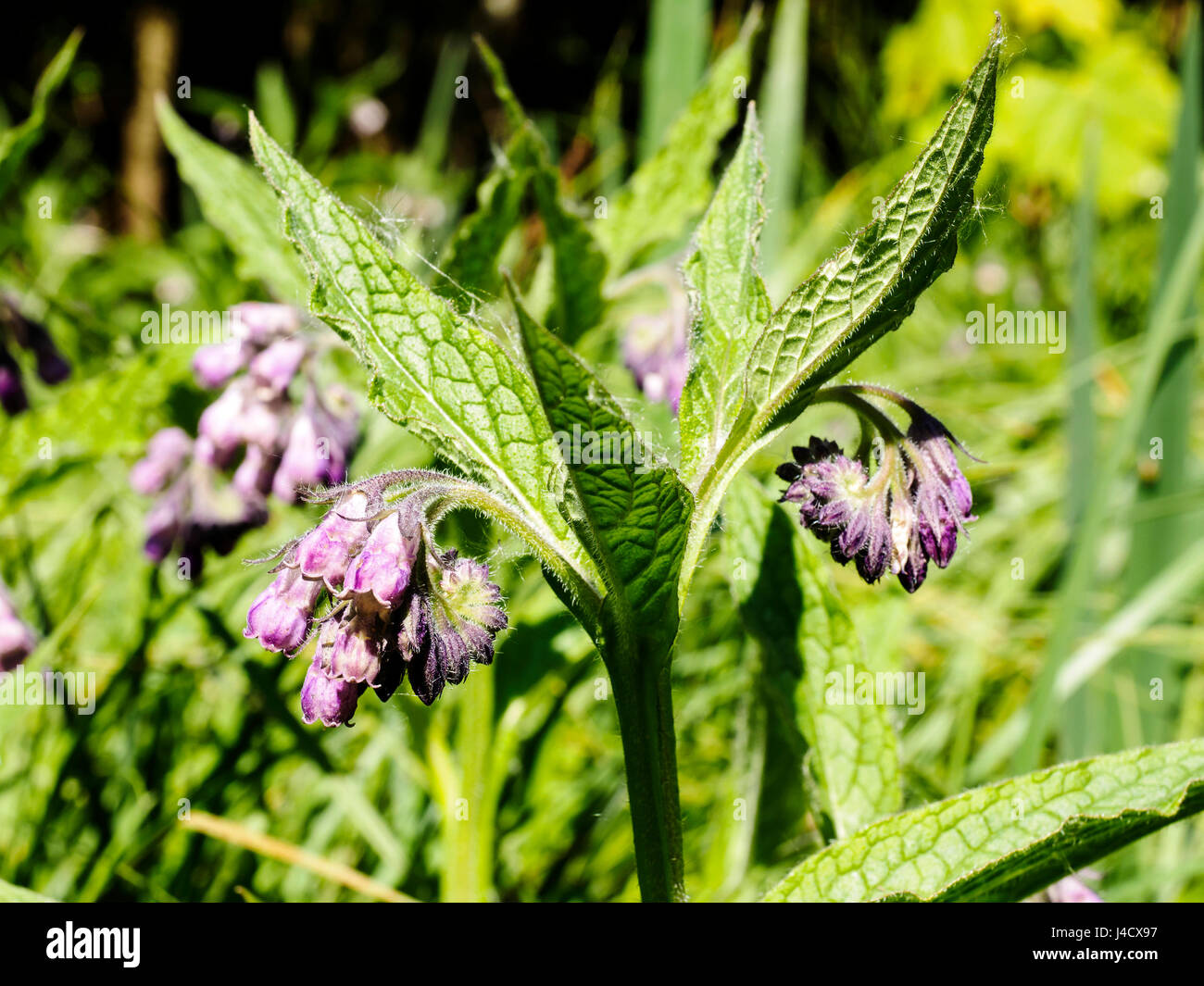 Gemeinsamen Beinwell ist eine behaarte Pflanze der feuchten Boden und findet man häufig neben Flüssen, Mooren und Gräben. Stockfoto