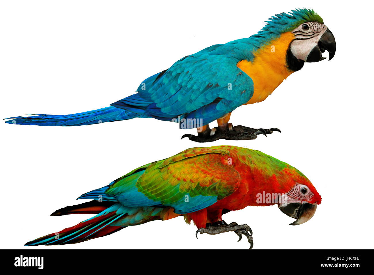 Bunte Papageien als männliche blaue und gelbe Ara Papagei mit roten und blauen Ara Papagei isoliert auf weißem Hintergrund. Stockfoto