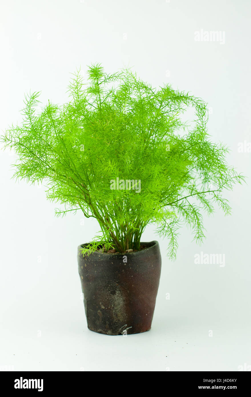 Fuchsschwanz farn -Fotos und -Bildmaterial in hoher Auflsung  Alamy