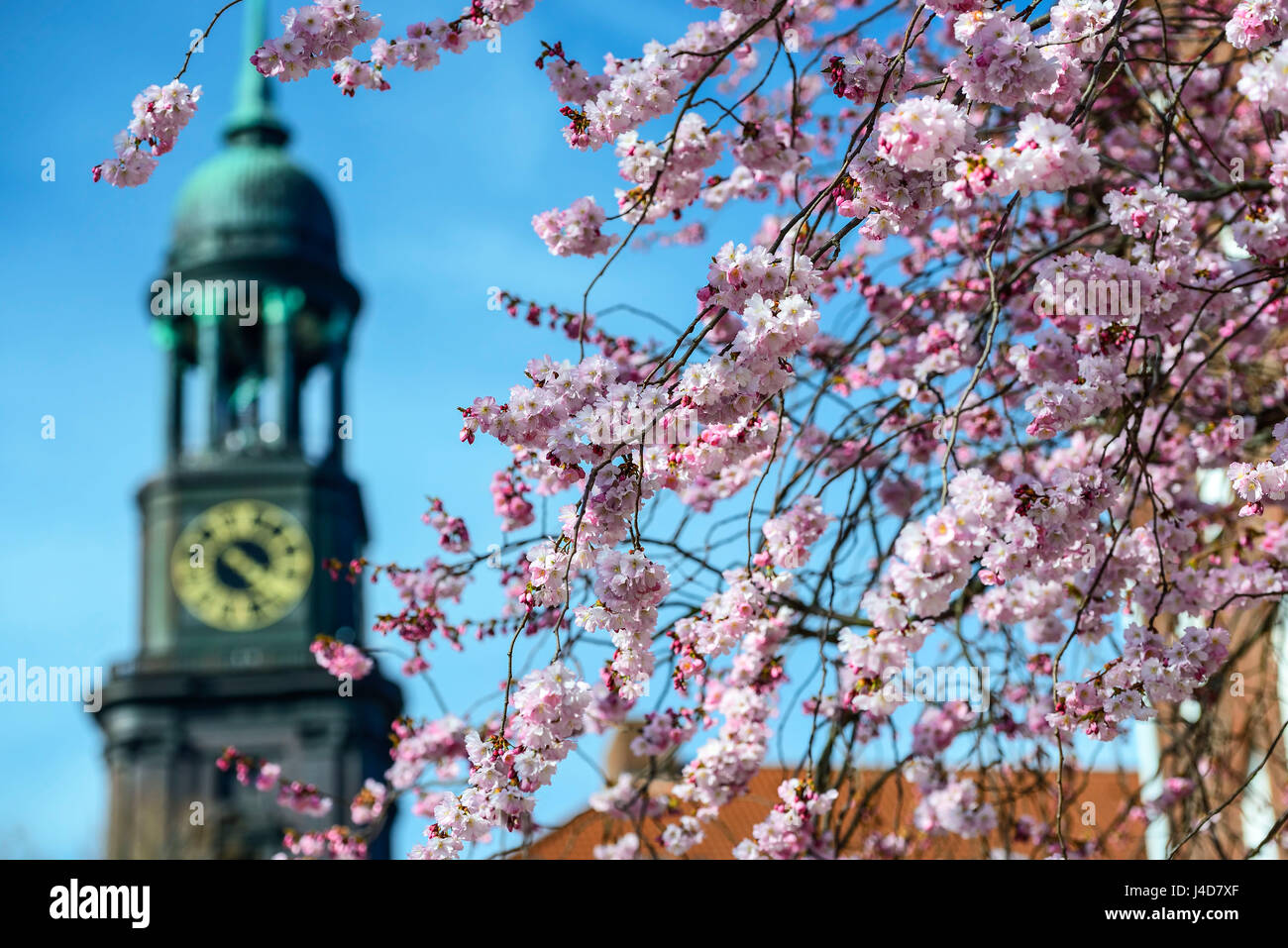 St. Michaeliskirche und Blüte des Baumes in Hamburg, Deutschland, Europa, St. Michaeliskirche Und Baumbluete in Hamburg, Deutschland, Europa Stockfoto