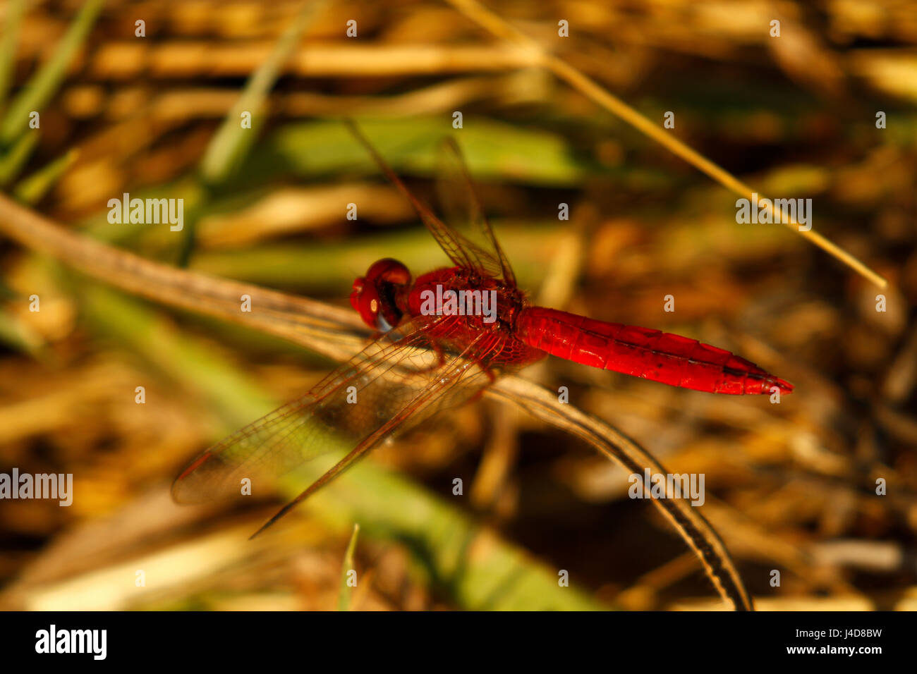 Rote Libelle ruht neben dem Wasser im Okavango Delta Stockfoto