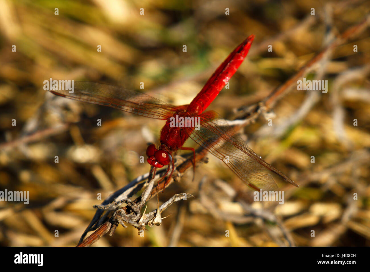 Rote Libelle ruht neben dem Wasser im Okavango Delta Stockfoto