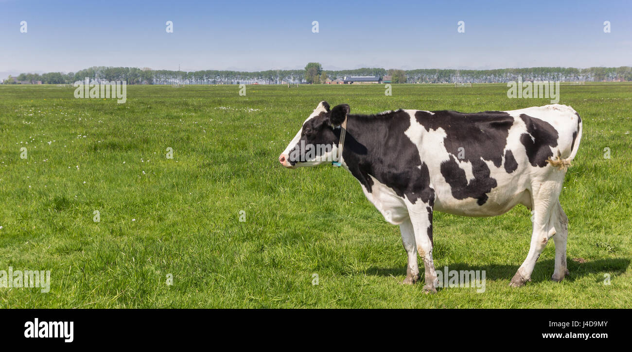 Panorama einer niederländischen schwarz-weiß Holstein Kuh in das Ackerland in der Nähe von Groningen, Holland Stockfoto