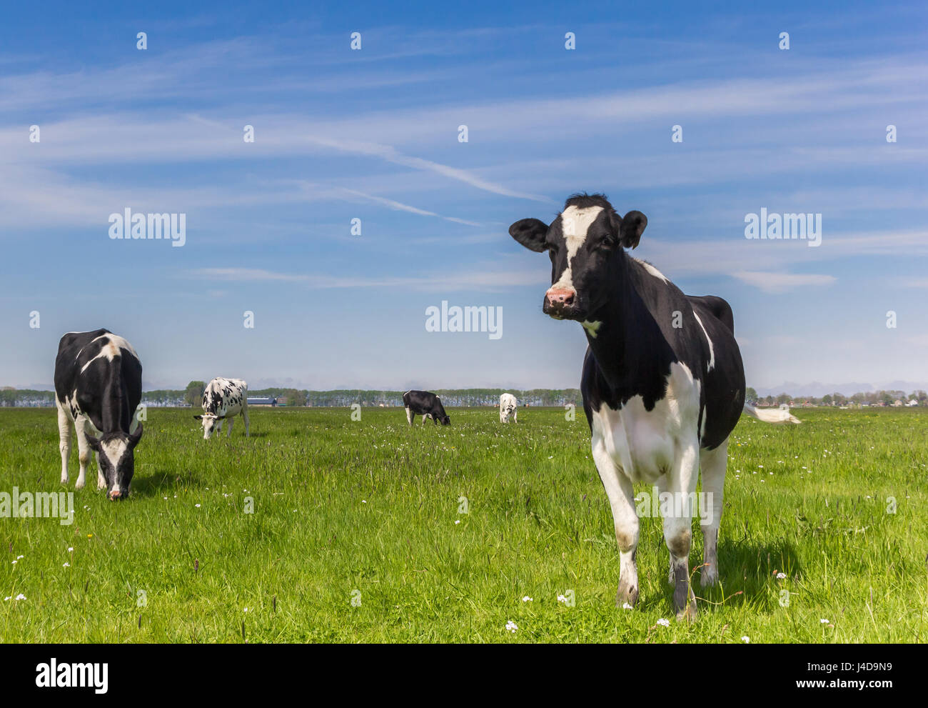 Niederländische Holstein Kühe in Ackerland in der Nähe von Groningen, Holland Stockfoto