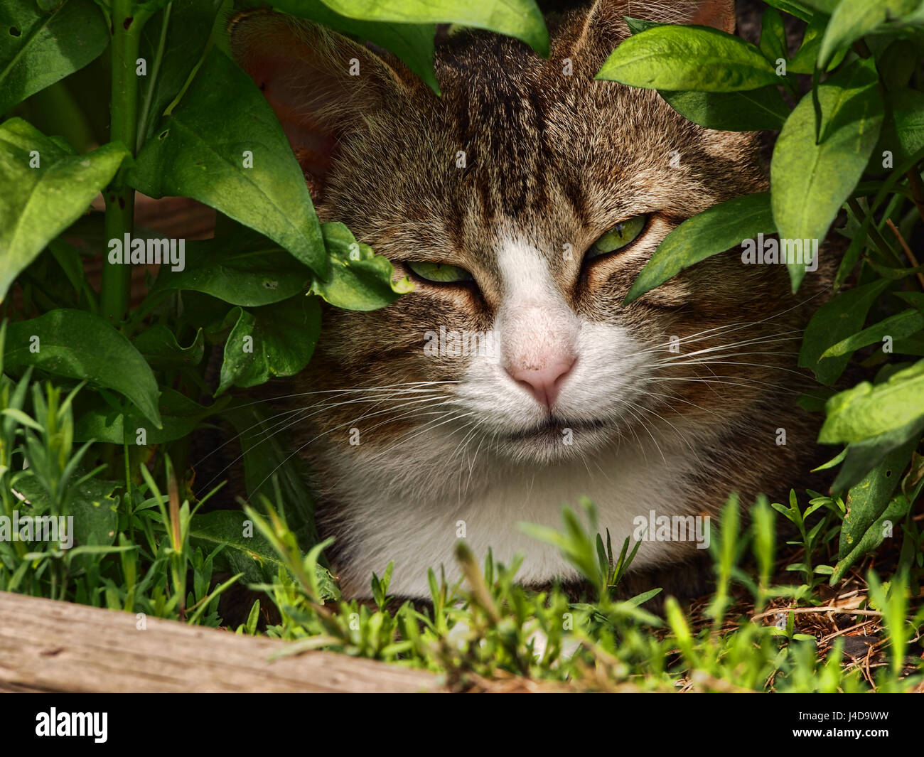 Katze, die versucht, in einem Garten zu schlafen Stockfoto