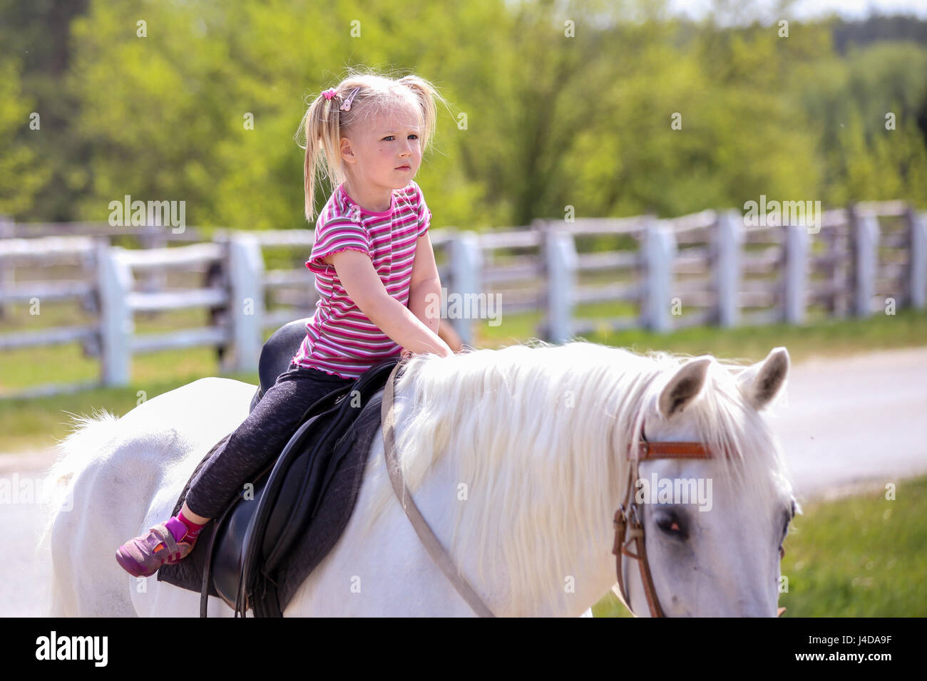 Kleines Mädchen auf einem weißen Pferd. Stockfoto
