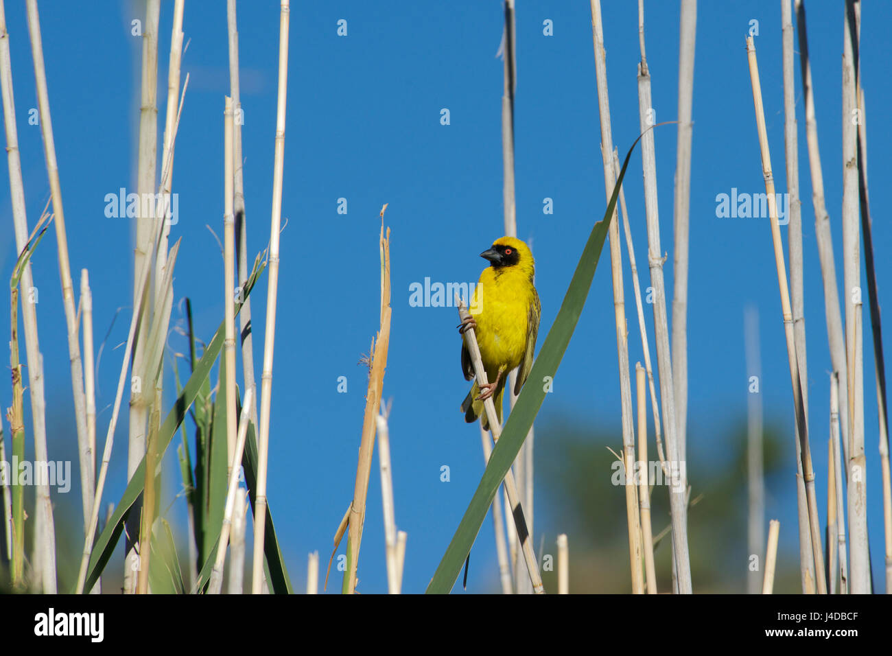 Südlichen maskierte Webervogel Karoo Eastern Cape-Südafrika Stockfoto