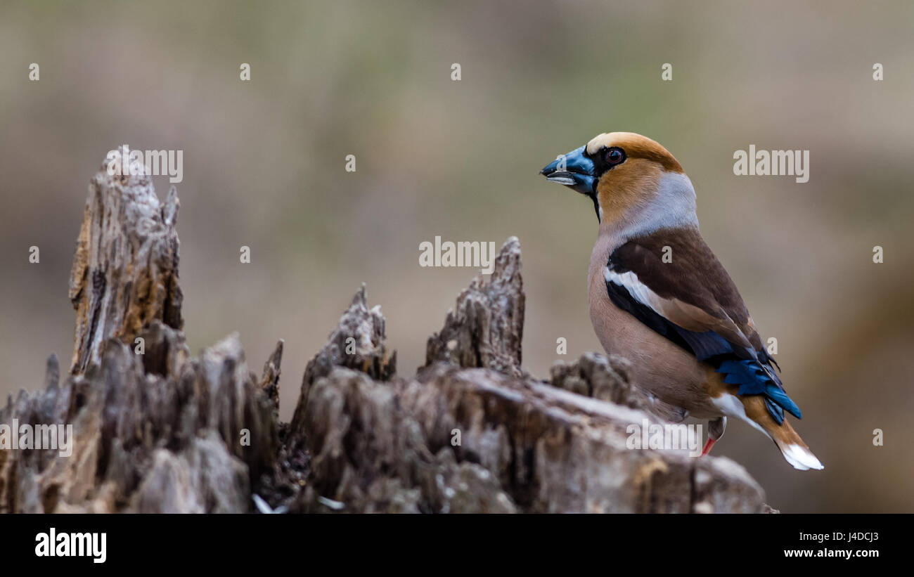 Die Beautifullu farbige Kernbeißer (Coccothraustes Coccothraustes) auf der Stub hocken und zeigt sein Profil und der kurze Schwanz und große str zurück Stockfoto
