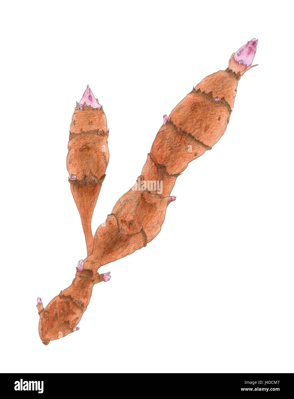 Topinambur (Helianthus Tuberosus) Knollen botanische Zeichnung. Aquarell und Buntstiften auf Papier. Stockfoto