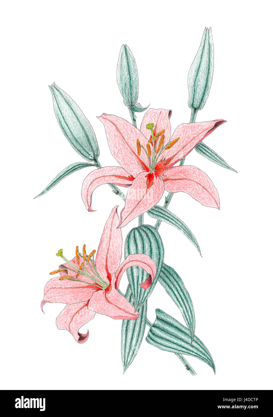 Zeichnung eines roten Oriental Lilium-Hybriden auf weißem Hintergrund. Farbstifte auf Papier. Stockfoto