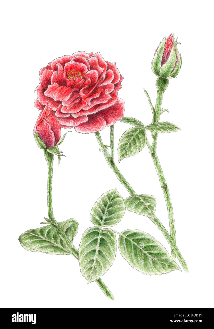 Zeichnung einer Garten Rose auf weißem Hintergrund. Farbstifte auf Papier. Stockfoto