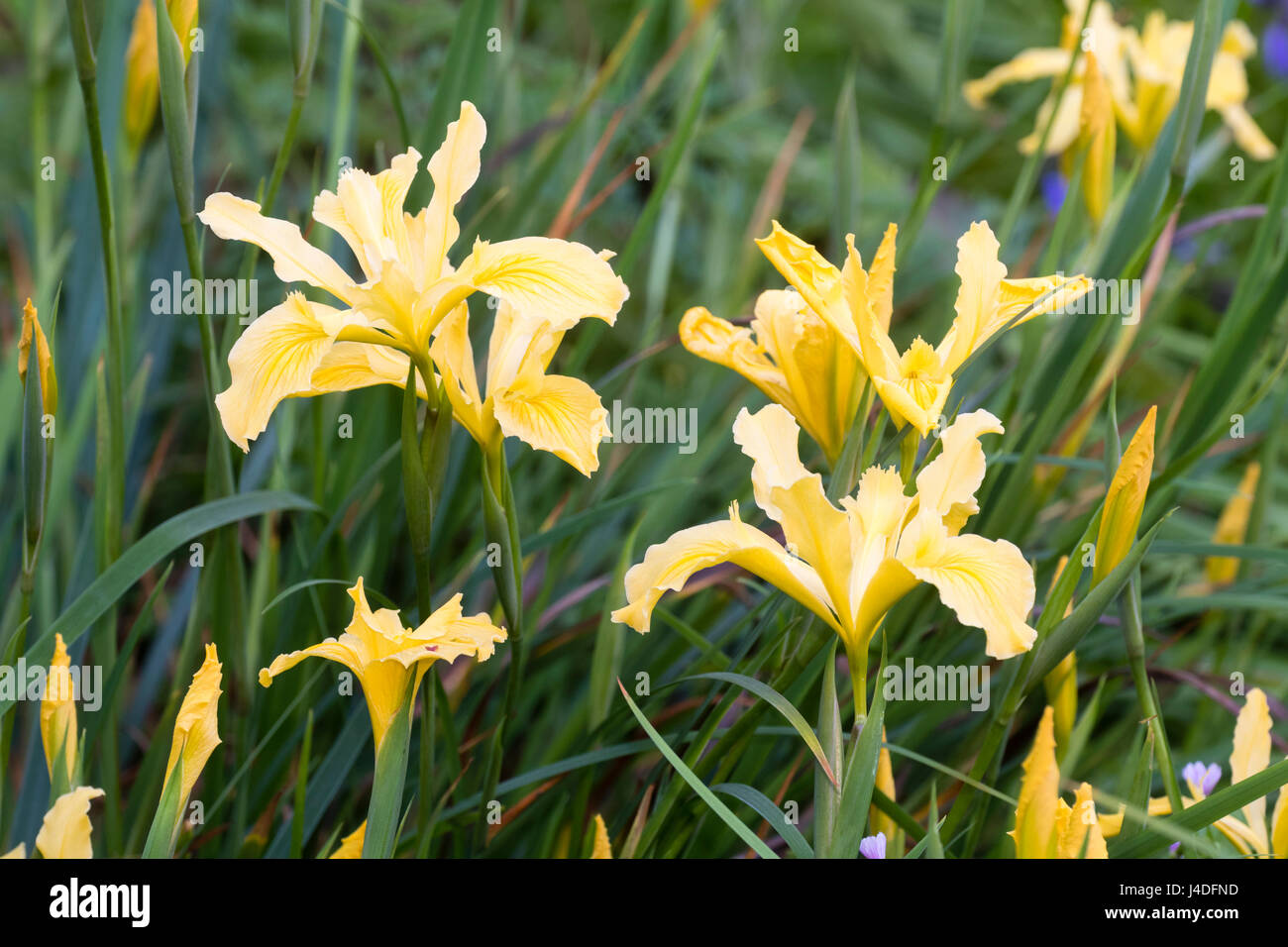 Gruppe von gelb blühenden Iris kalifornische Hybriden.  Unbenannter Sämling aber möglicherweise in der Nähe von Iris innominata Stockfoto