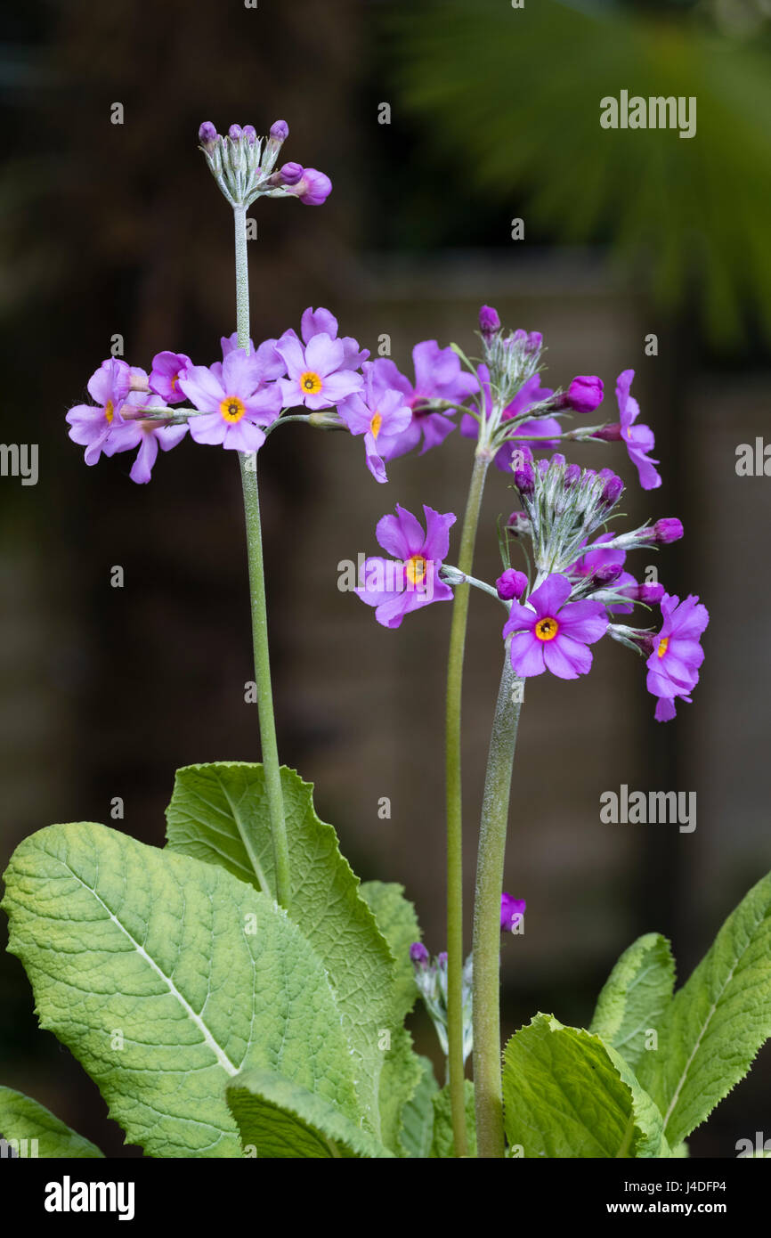 Quirlen von gelben Augen lila Blüten der asiatische Kandelaber Primula, Primula beesiana Stockfoto