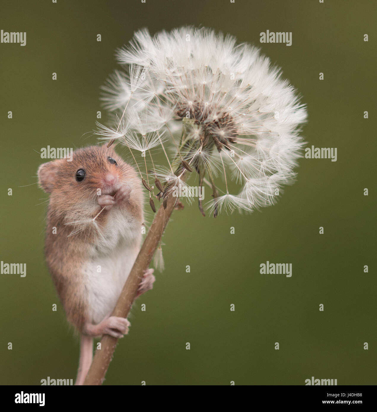 Zwergmaus auf Löwenzahn Stockfoto