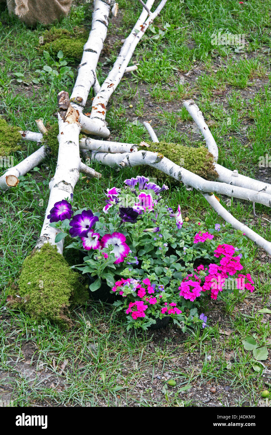 Blumen, Pflanzen, Gartenarbeit und Arrangements, Frühling, Sommer, Kroatien, 21 Stockfoto