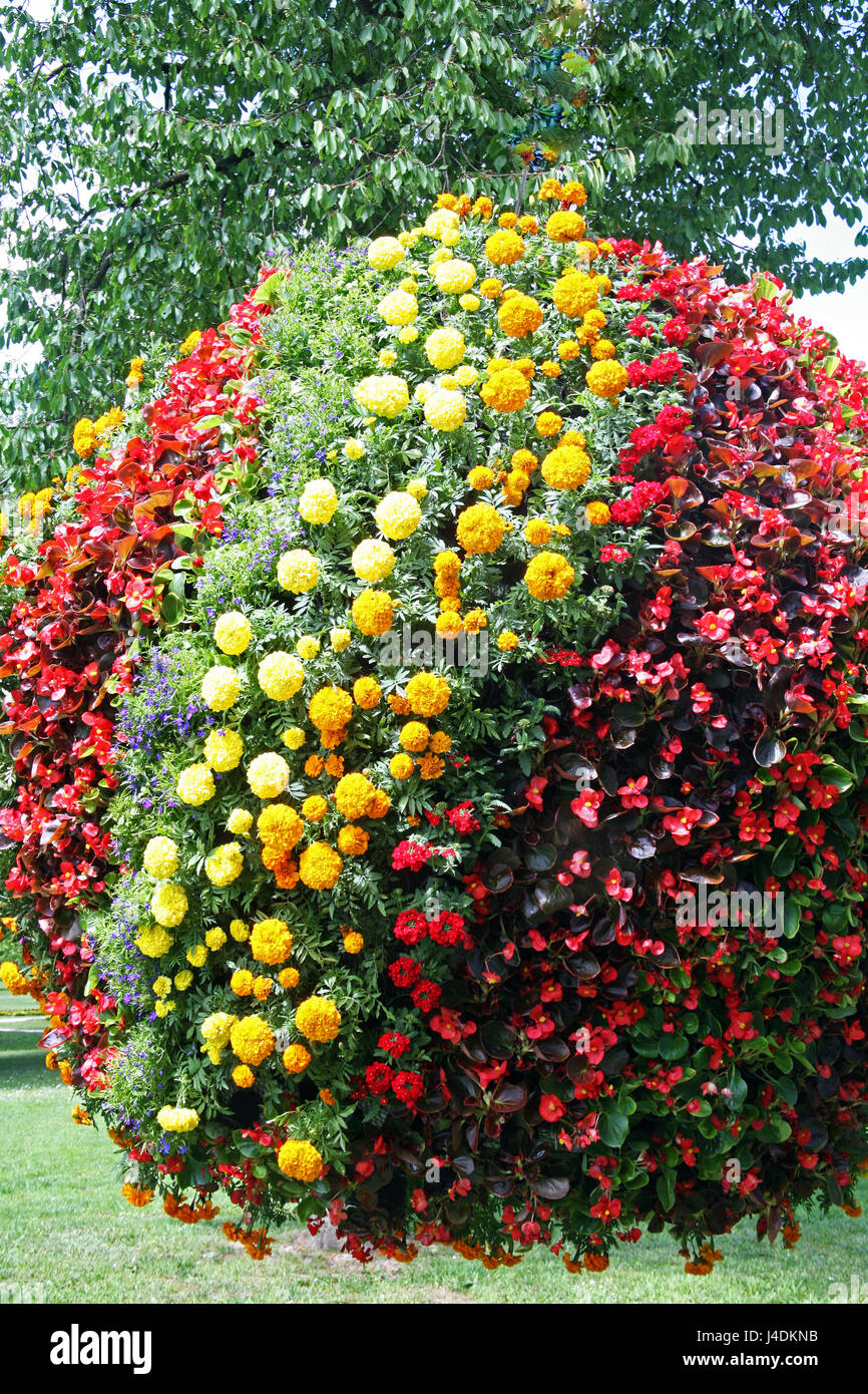 Blumen, Pflanzen, Gartenarbeit und Arrangements, Frühling, Sommer, Kroatien, 30 Stockfoto