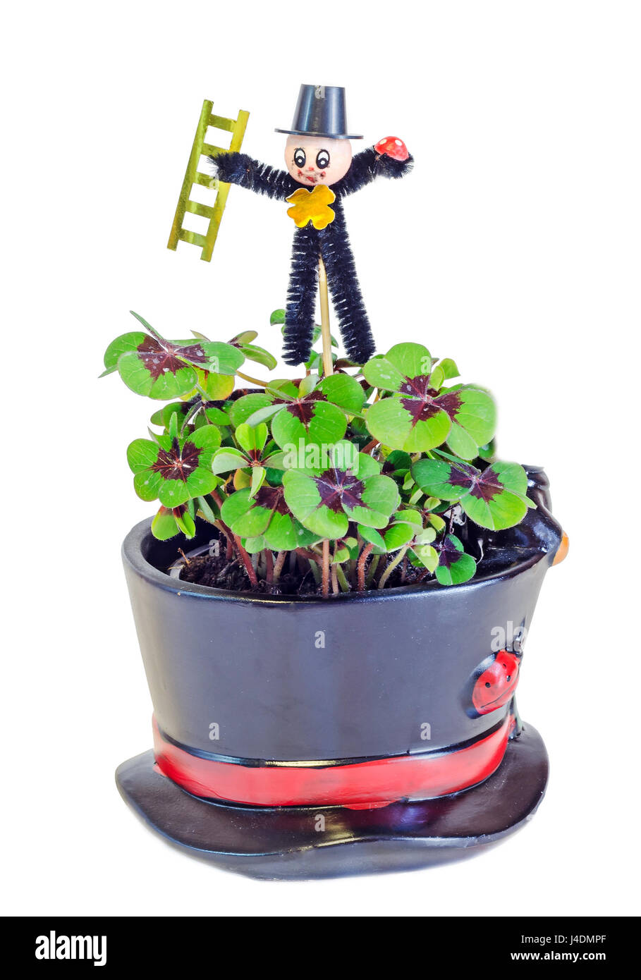 Schornsteinfeger über grün Oxalis, lila Flecken, bekannt als Holz Sorrels, vier Kleeblätter, hautnah. Bringt Glück, als Glücksbringer verwendet. Stockfoto