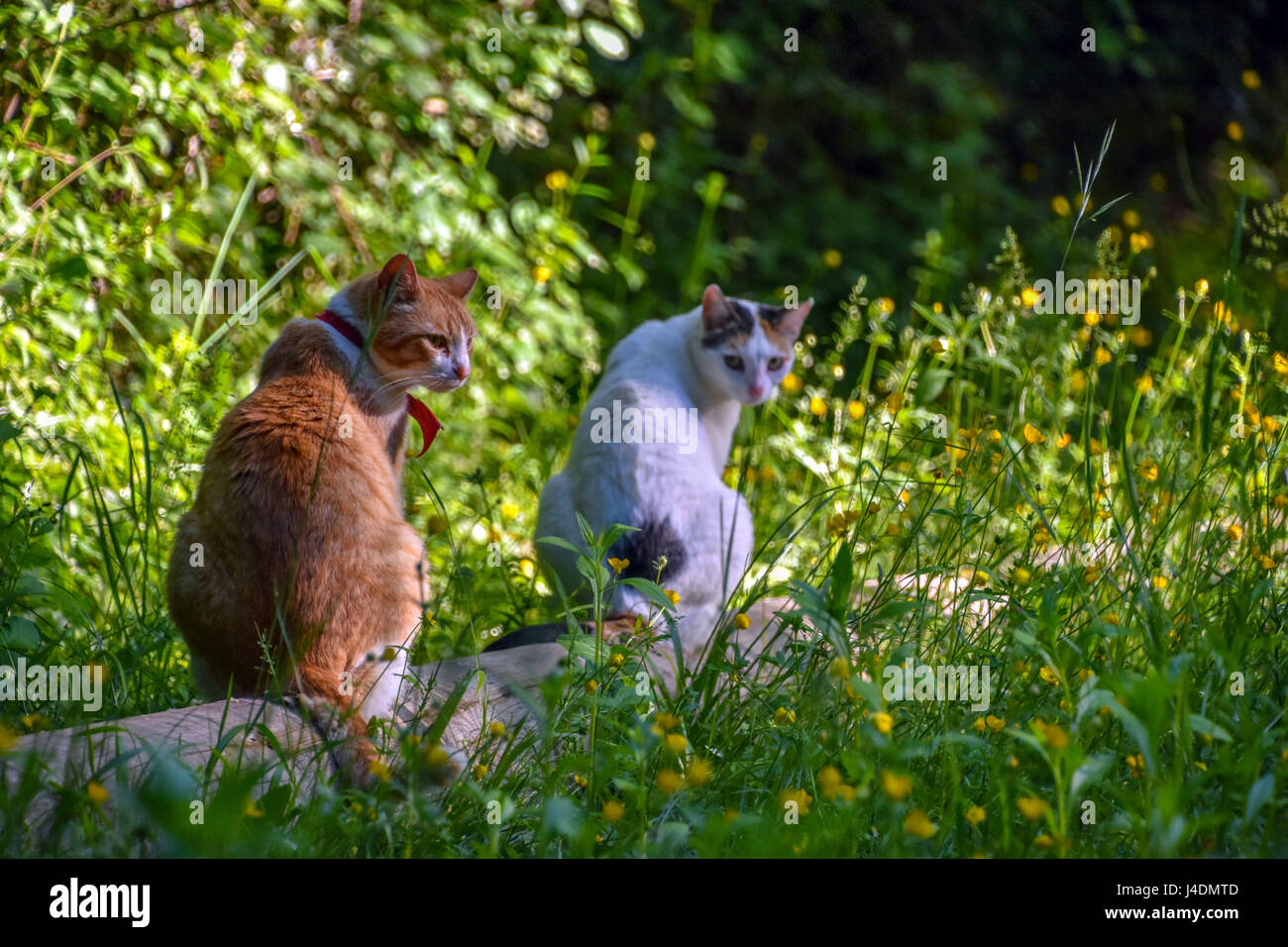 Verwilderten Bauernhof Katze sitzend auf der Suche Stockfoto