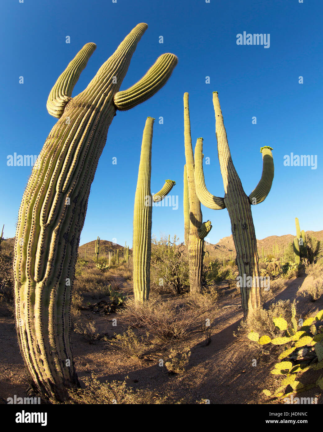 Saguaro-Nationalpark, Arizona Stockfoto