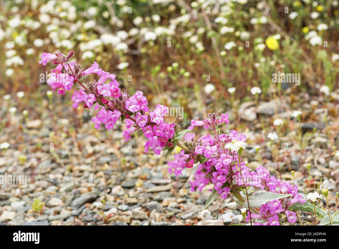 Mono Penstemon und anderen Wildblumen in der kalifornischen Wüste Stockfoto