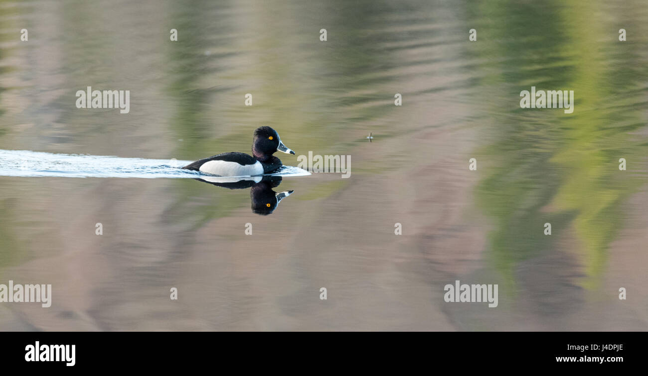 Männlich (Drake) Ring – Necked Duck (Aythya Collaris) im Frühjahr.  Schwarzen & weiße Ente schwimmt entlang der nördlichen Seen & Teiche in der Brutzeit zu besuchen. Stockfoto