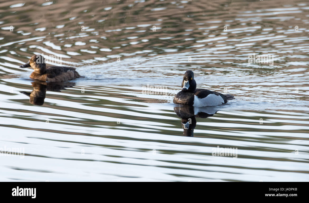 Ring – Necked Enten.   Paarung Paare kämpfen um die besten Gene während ihres kurzen Aufenthalts an einem See im nordöstlichen Kanada. Stockfoto
