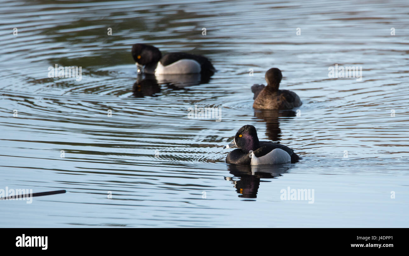Ring – Necked Enten.   Paarung Paare kämpfen um die besten Gene während ihres kurzen Aufenthalts an einem See im nordöstlichen Kanada. Stockfoto
