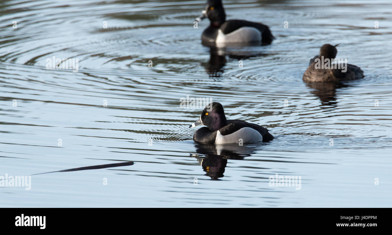 Ring – Necked Enten.   Paarung Paare kämpfen um die besten Gene während ihres kurzen Aufenthalts an einem See im nordöstlichen Kanada. Stockfoto