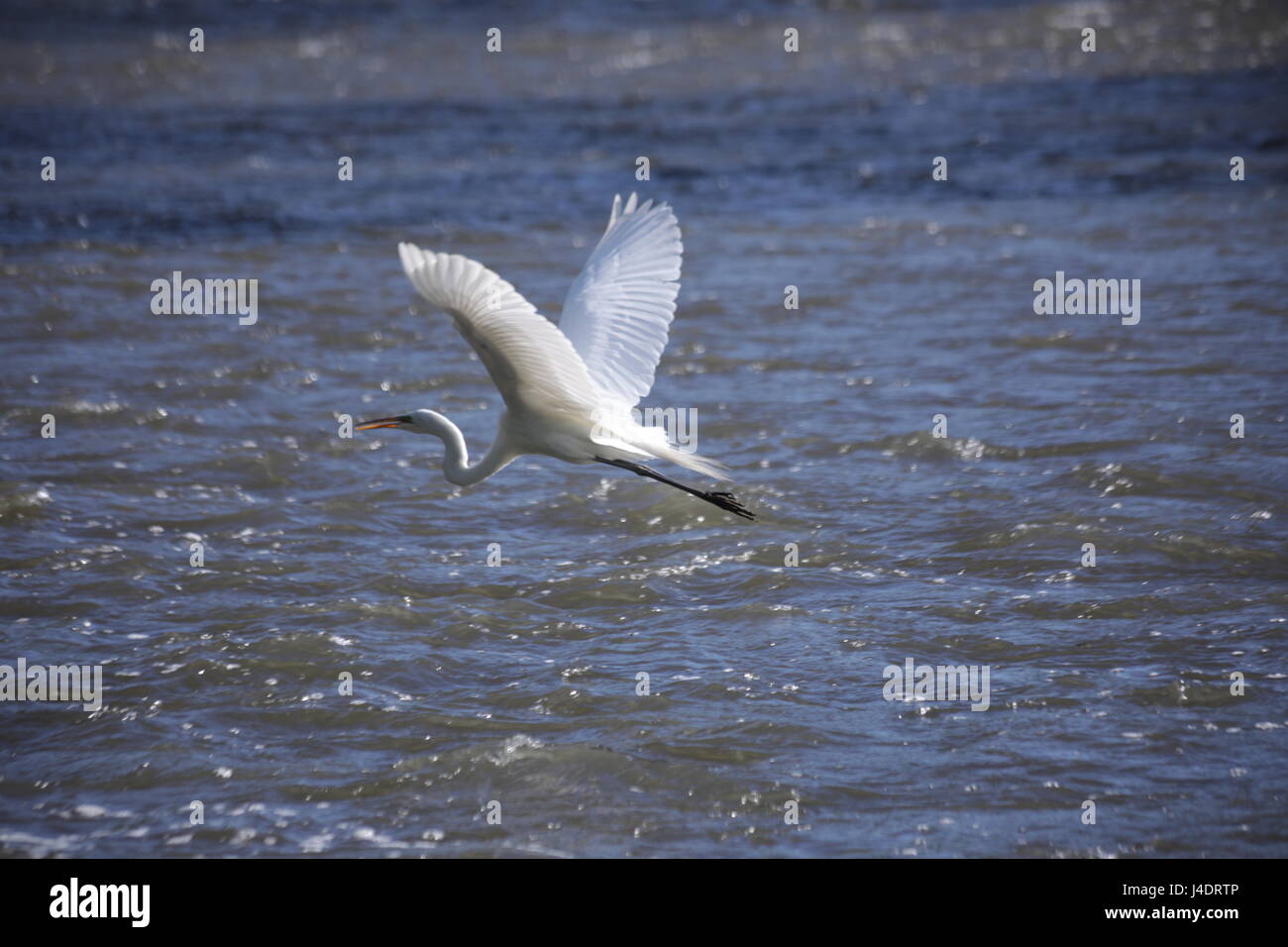 Die silberreiher (Ardea alba), Weiße Reiher Stockfoto
