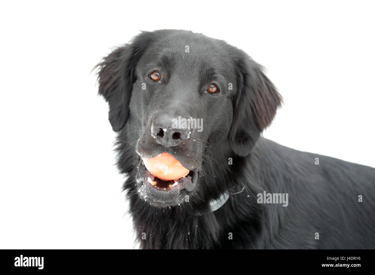 Schwarz Flat-Coated Retriever Stockfoto